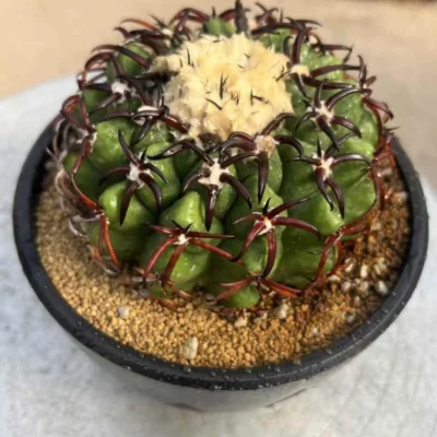 Succulent Plant Discocactus ferricola var. seedgrowth Garden Décor Boutique 4CM