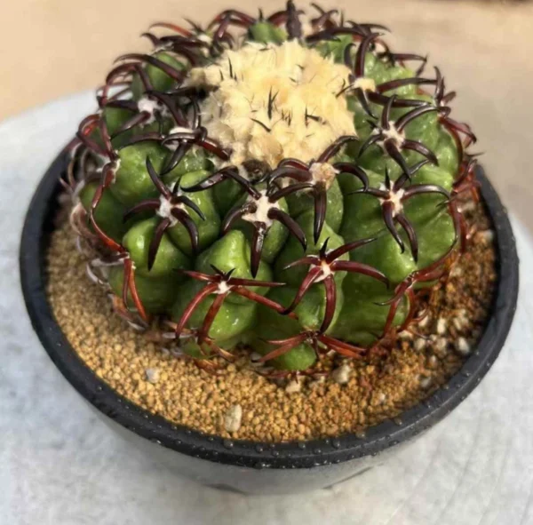 Succulent Plant Discocactus ferricola var. seedgrowth Garden Décor Boutique 4CM