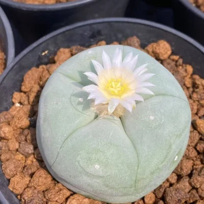 1PC LD Succulent Cactus Plant Beautiful Cactus whiteflowerGarden Décor Boutique