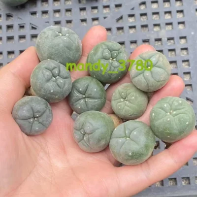 5/10pcs Succulent cactus home potted Garden beautiful Plants seedgrowth