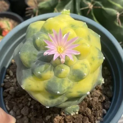 Rarecactus Succulent Plant Variegated beautiful Home Garden Plant WYSIYWG