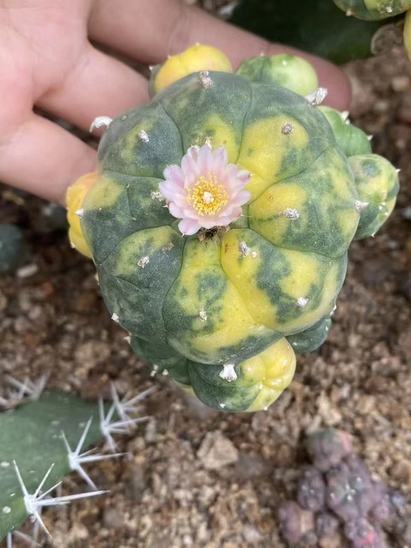 Multi Heads Succulent Plant variegated family indoor and outdoor 5-6CM