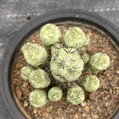 Succulent Plant Multi Heads Ortegocactus macdougllii Cactus Selfroot WYSIWYG 3#