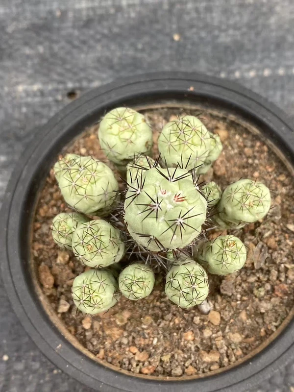 Succulent Plant Multi Heads Ortegocactus macdougllii Cactus Selfroot WYSIWYG 3#