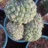 Multi Heads Euphorbia gymnocalycioides RareSucculent cactus Plant Garden Décor