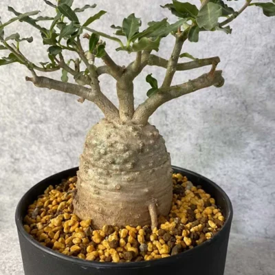 1PC Fockea Edulis Succulent Cactus Plant Beautiful Cactus Garden Décor Boutique