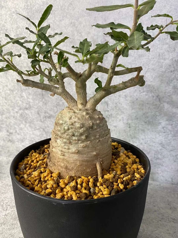 1PC Fockea Edulis Succulent Cactus Plant Beautiful Cactus Garden Décor Boutique