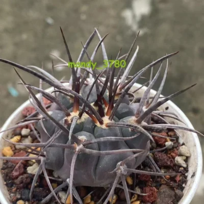 Succulent Plant Gymnocalycium hossei Boutique seedgrowth Garden Décor Boutique