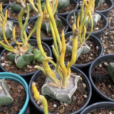 Caput-medusae Variegated Astrophytum Succulent Cactus Plant
