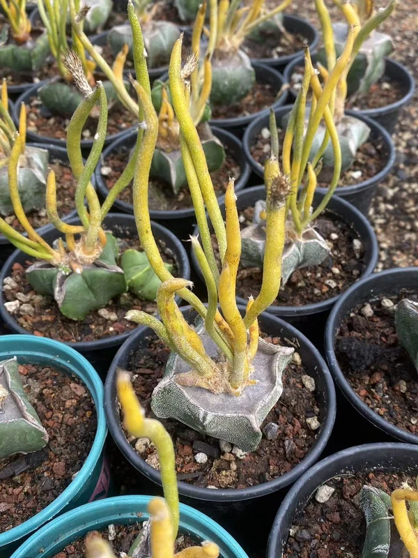 Caput-medusae Variegated Astrophytum Succulent Cactus Plant