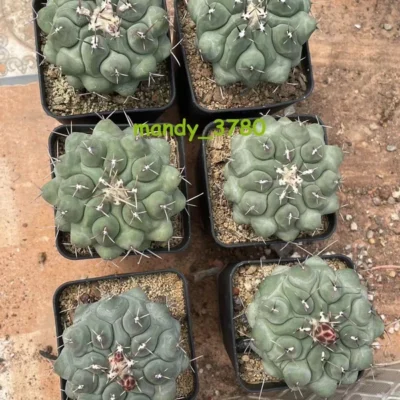 Succulent Plant Thelocactus phymatothelos Garden Décor Boutique 5-7CM