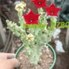 Caralluma socotrana Asclepiadaceae RareSucculent plants Garden Plants 10-12CM