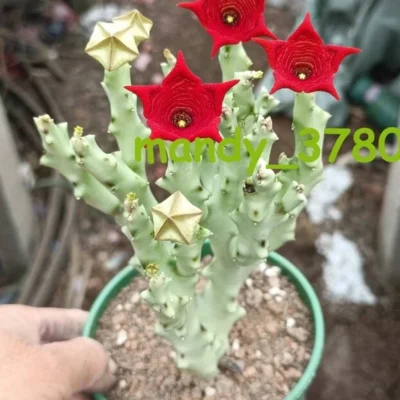 Caralluma socotrana Asclepiadaceae RareSucculent plants Garden Plants 10-12CM