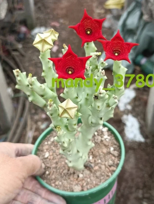 Caralluma socotrana Asclepiadaceae RareSucculent plants Garden Plants 10-12CM