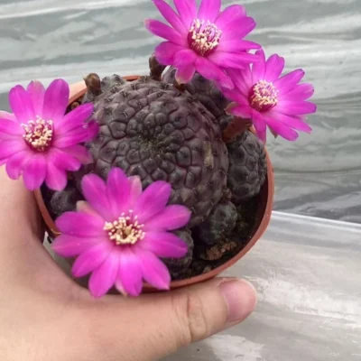 Multi Heads Rebutia rauschii Zecher Succulent Plant Garden Décor Boutique