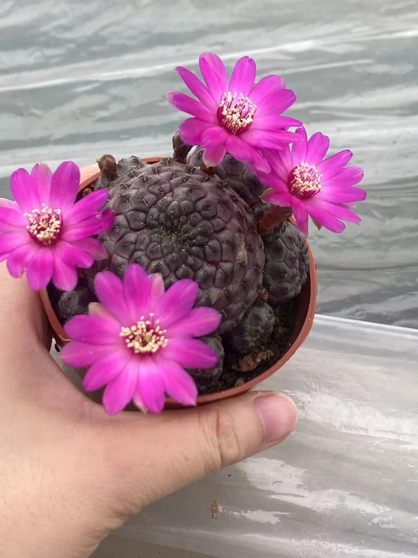 Multi Heads Rebutia rauschii Zecher Succulent Plant Garden Décor Boutique