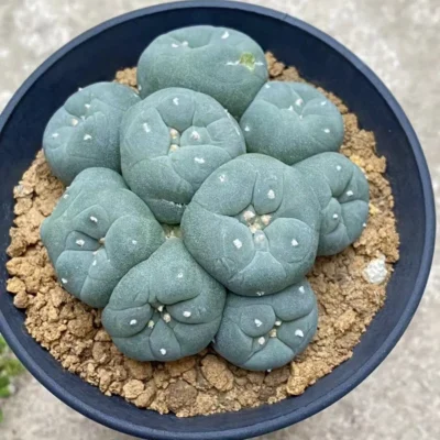 6-8cm cactus Succulent Multiple heads Plant Garden beautiful Plant seedgrowth