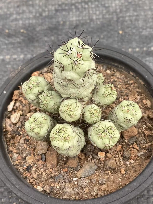 Succulent Plant Multi Heads Ortegocactus macdougllii Cactus Selfroot WYSIWYG 2#