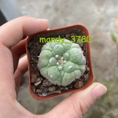 3-4cm cactus Succulent Plant LF beautiful Home Garden Plant selfroots
