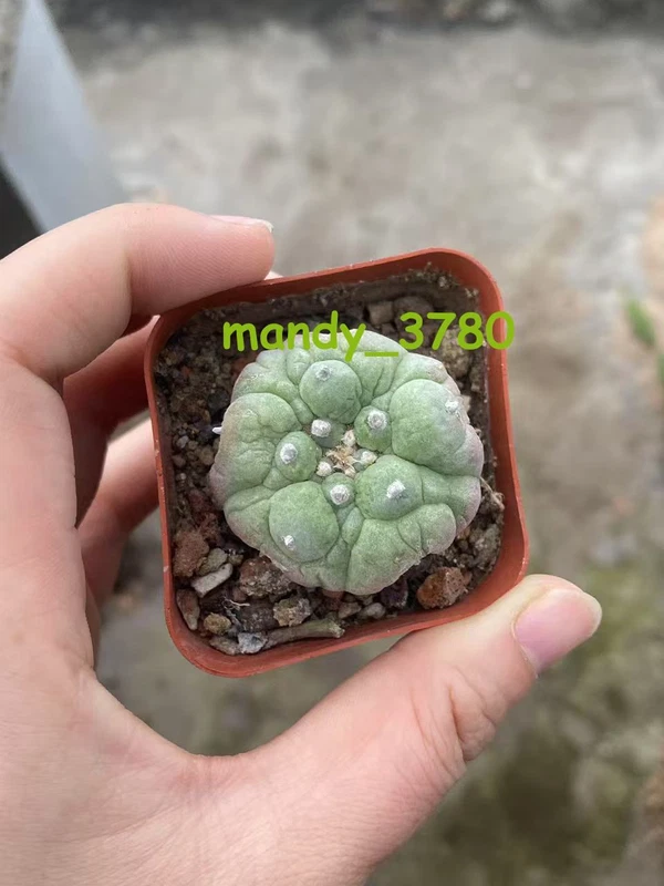 3-4cm cactus Succulent Plant LF beautiful Home Garden Plant selfroots
