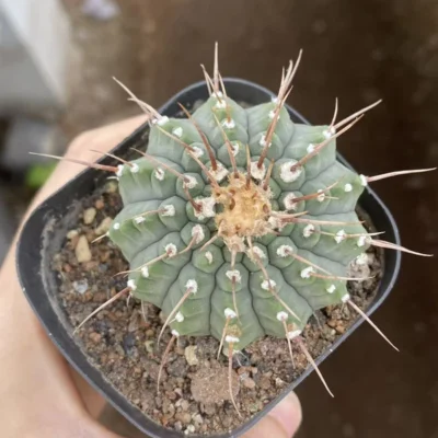 SucculentsCactus Plants Gymnocalycium Beautiful Garden Décor Boutique