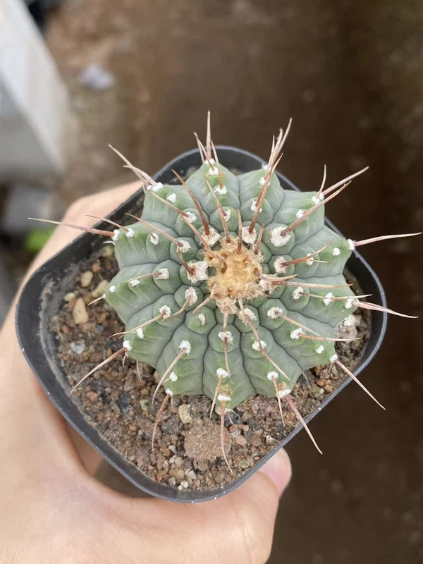 SucculentsCactus Plants Gymnocalycium Beautiful Garden Décor Boutique