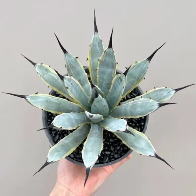 Succulent plants Agave macroacantha potted Home Garden beautiful Plants 13-15cm