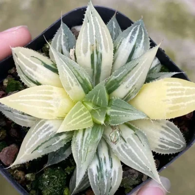 Succulent plant Haworthia retusa variegated Garden Décor Boutique 6-7CM