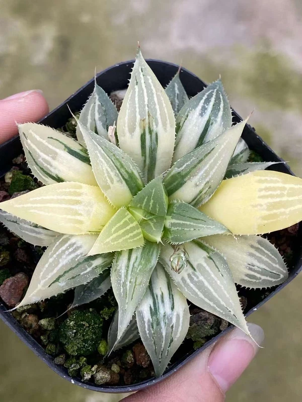 Succulent plant Haworthia retusa variegated Garden Décor Boutique 6-7CM
