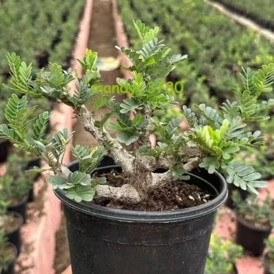 Multi Heads Succulent Plant Senna meridionalis seedinggrowth high10-12CM