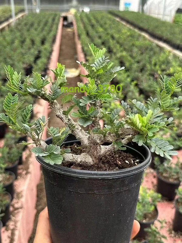 Multi Heads Succulent Plant Senna meridionalis seedinggrowth high10-12CM