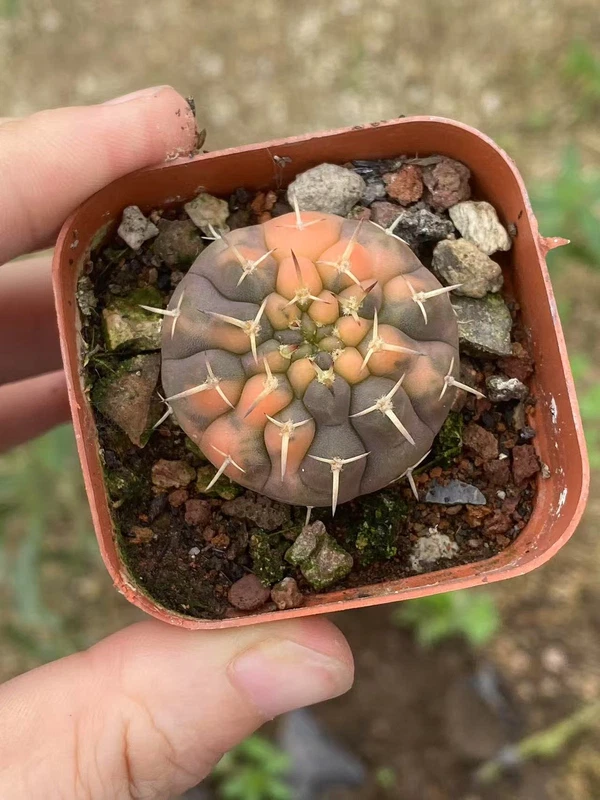 Gymnocalycium variegated cactus plants Garden decoration beautiful Plants 2-3CM