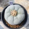 LF cactus Succulent Multiple heads Garden beautiful seedgrowth Plant WYSIWYG K3