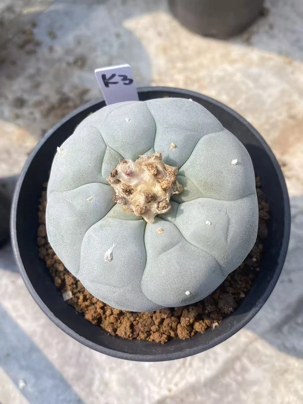 LF cactus Succulent Multiple heads Garden beautiful seedgrowth Plant WYSIWYG K3