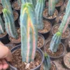 cactus Succulent Plants Rainbow Myrtillocactus geometrizans variegated Plants