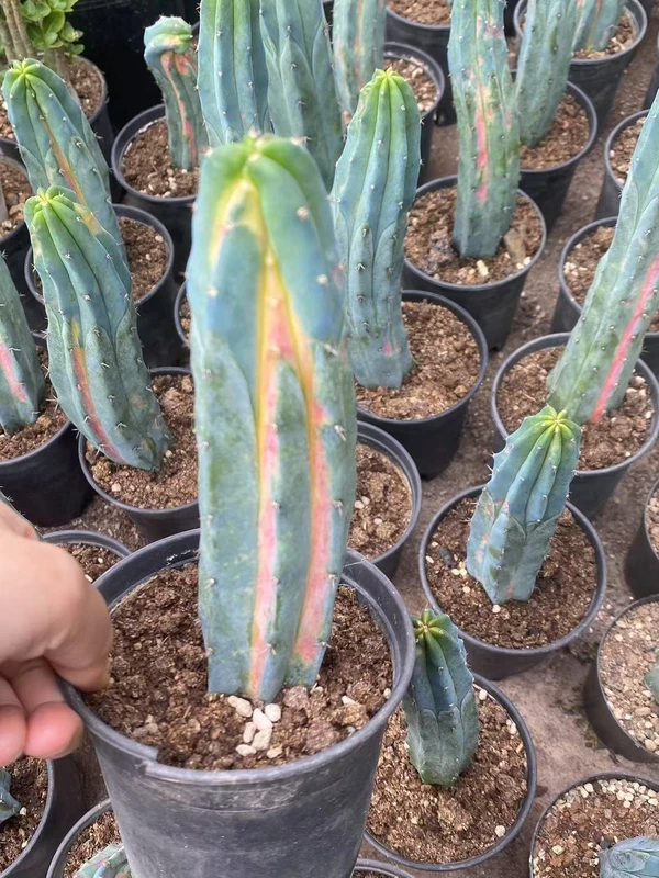 cactus Succulent Plants Rainbow Myrtillocactus geometrizans variegated Plants