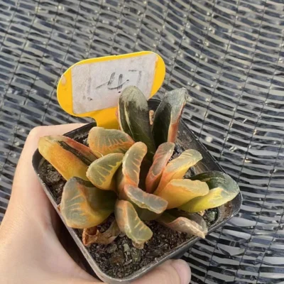 RareSucculent Plant Haworthia hybrid Variegated WYSIWYG Garden Décor Boutique