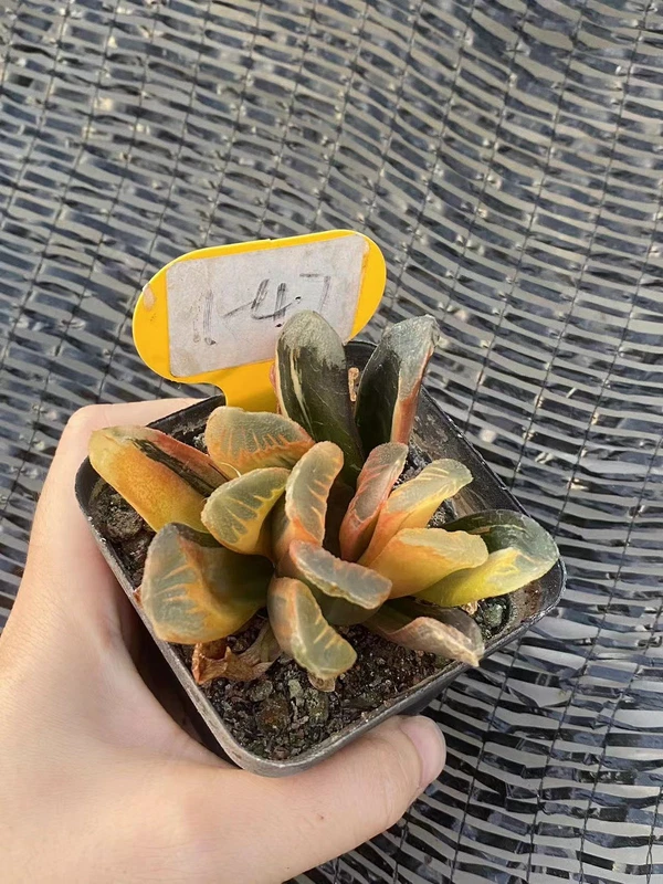 RareSucculent Plant Haworthia hybrid Variegated WYSIWYG Garden Décor Boutique