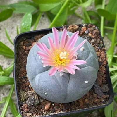 2pcs 4-5cm Rarecactus Succulent Plant beautiful Home Garden Plant seedgrowth