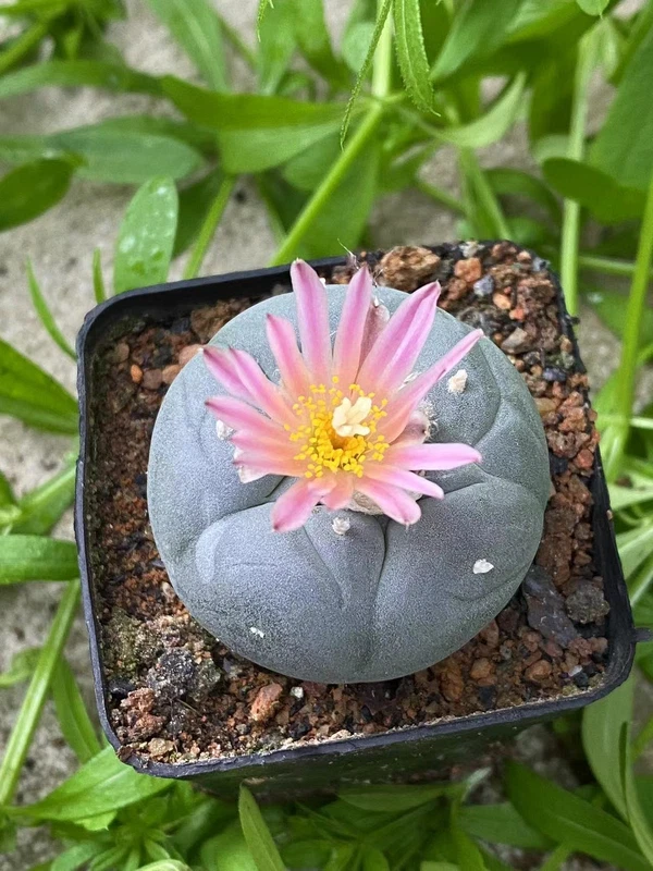 2pcs 4-5cm Rarecactus Succulent Plant beautiful Home Garden Plant seedgrowth