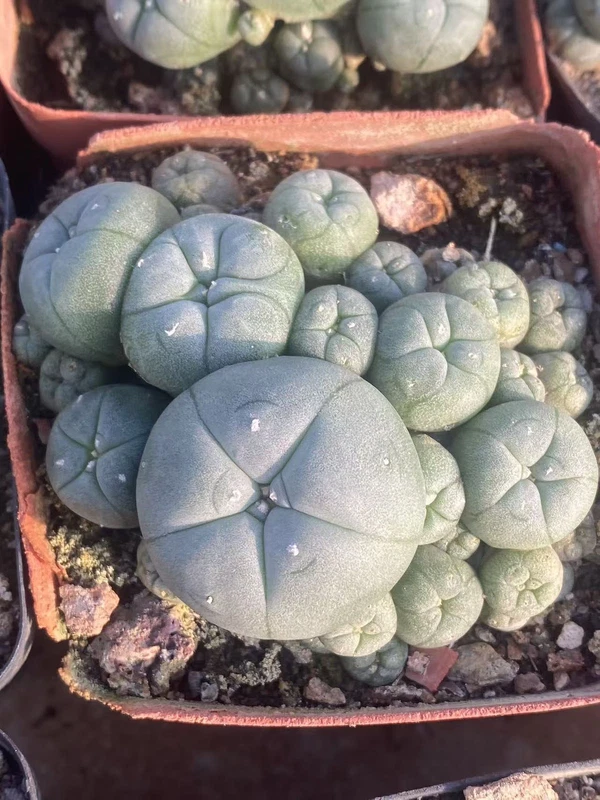 6CM Succulent Cactus Plant home potted Garden decoration beautiful Cactus