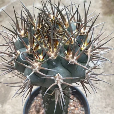 Succulent cactus Plant Gymnocalycium hossei Garden Decor Boutique
