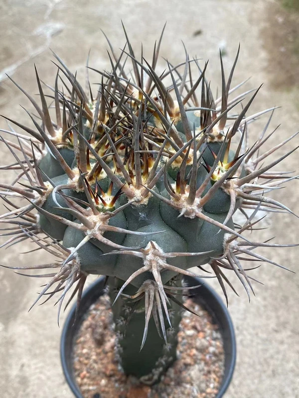 Succulent cactus Plant Gymnocalycium hossei Garden Decor Boutique