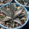 RareSucculent plant Agave utahensis Garden plants Décor Boutique 6-9CM