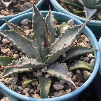RareSucculent plant Agave utahensis Garden plants Décor Boutique 6-9CM