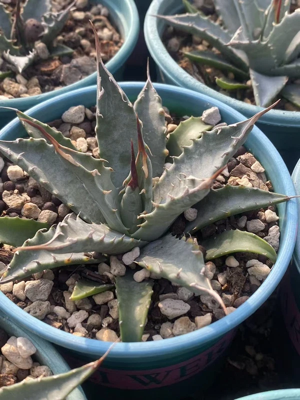 RareSucculent plant Agave utahensis Garden plants Décor Boutique 6-9CM