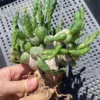 OLD RareSucculent plant Euphorbia globosa Multi Heads Sale Garden Decor boutique