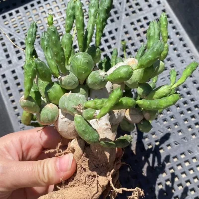 OLD RareSucculent plant Euphorbia globosa Multi Heads Sale Garden Decor boutique