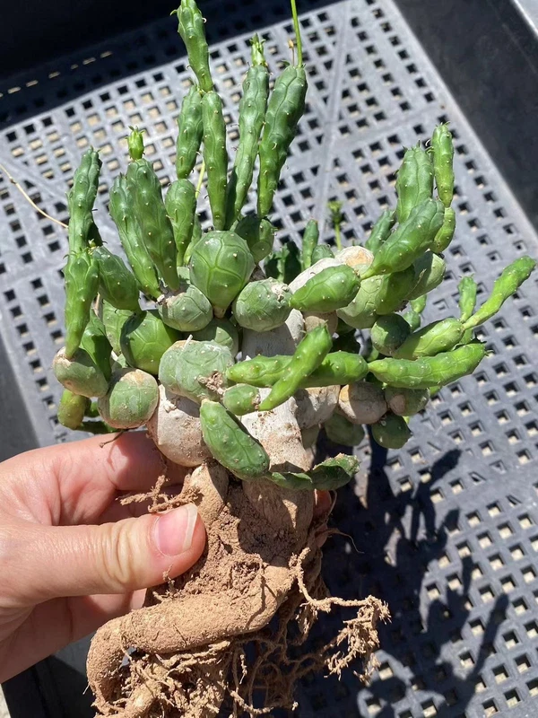 RareSucculent Plant Euphorbia Meloformis Variegated Garden Décor Boutique