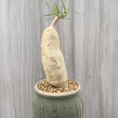 Succulent Cactus Plant Euphorbia hedyotoide Home Garden RootTuber plants